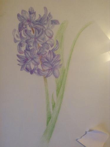 HyacinthDrawing.JPG