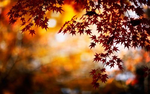 Nature___Seasons___Autumn_little_autumn_leaves_046209_.jpg