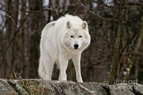 arctic-wolf-on-hill-michael-cummings.jpg