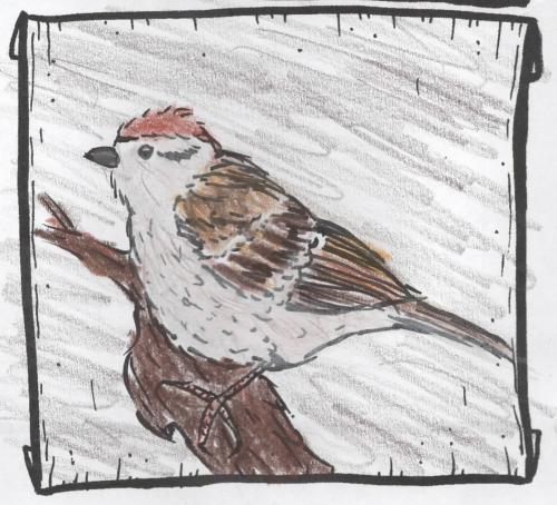 chipping_sparrow.jpg