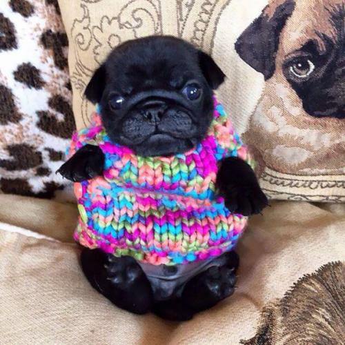 cute-animals-wearing-tiny-sweaters-59-58049dbacab8b__605.jpg