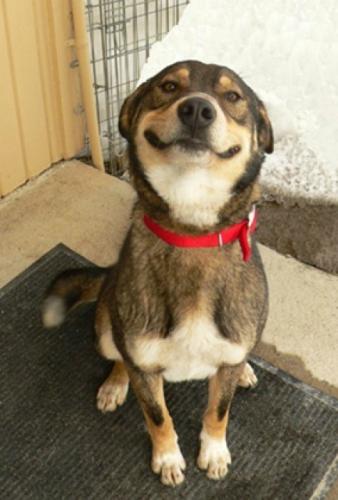 smiling-dog-2.jpg